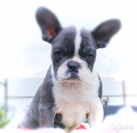Французский бульдог щенки