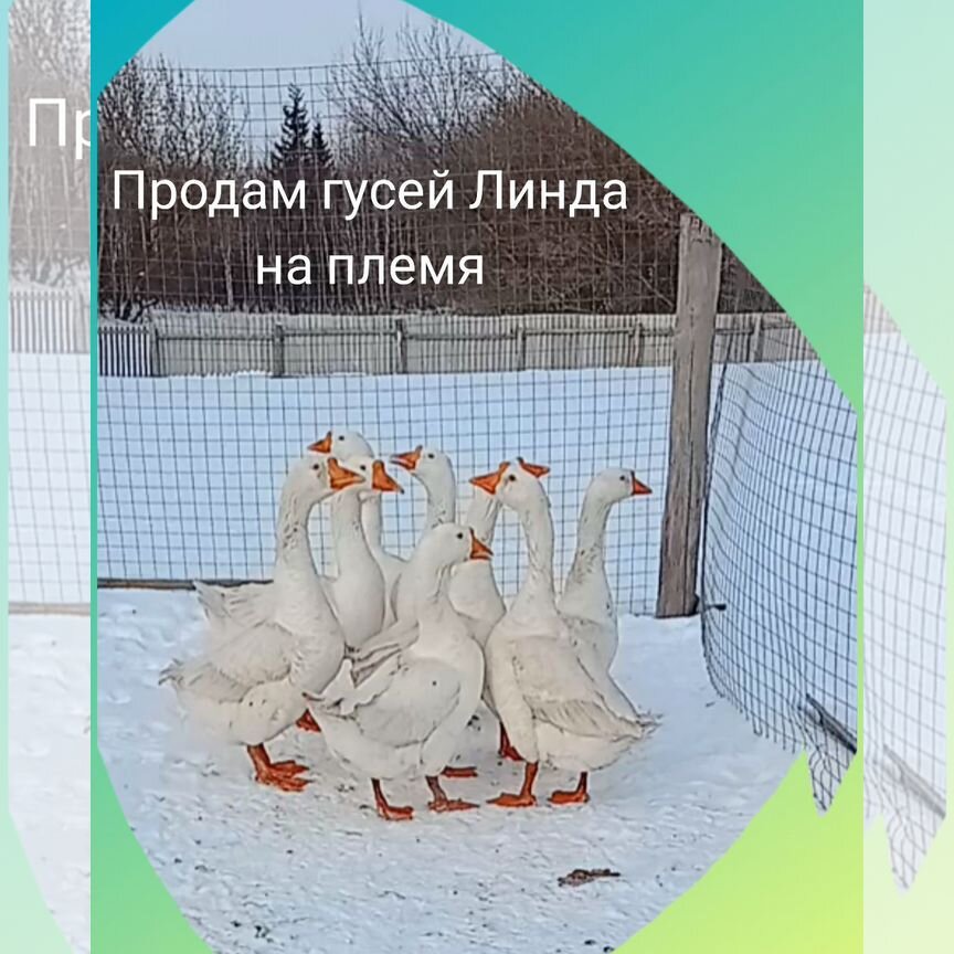 Гуси