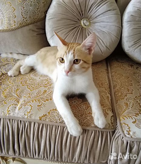 Котик Маркиз ждет любящее сердце