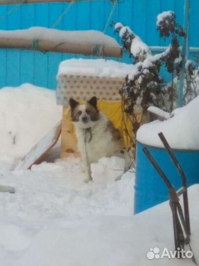 Собака в добрые руки отдам бесплатно