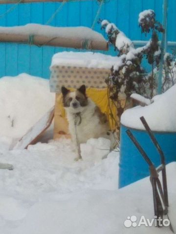 Собака в добрые руки отдам бесплатно