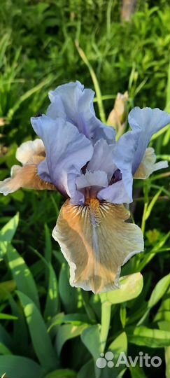 Ирисы