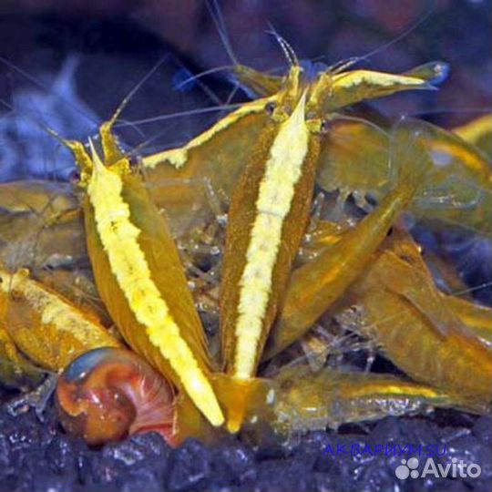 Креветки Амано, желтый неон, мхи