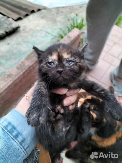 Три котенка (девочки)