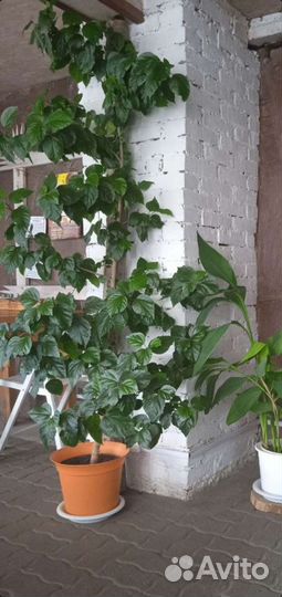 Гибискус китайская роза