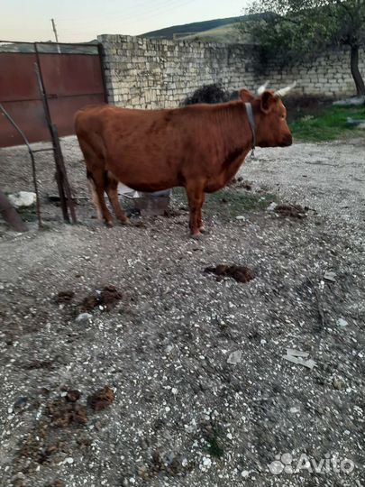 Корова с теленком