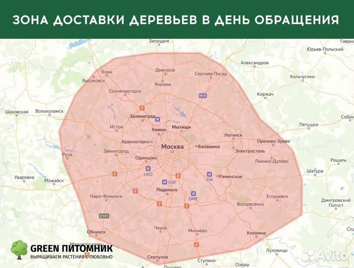 Туя Брабант с посадкой