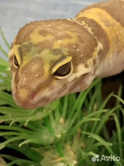 Ящерица эублефар