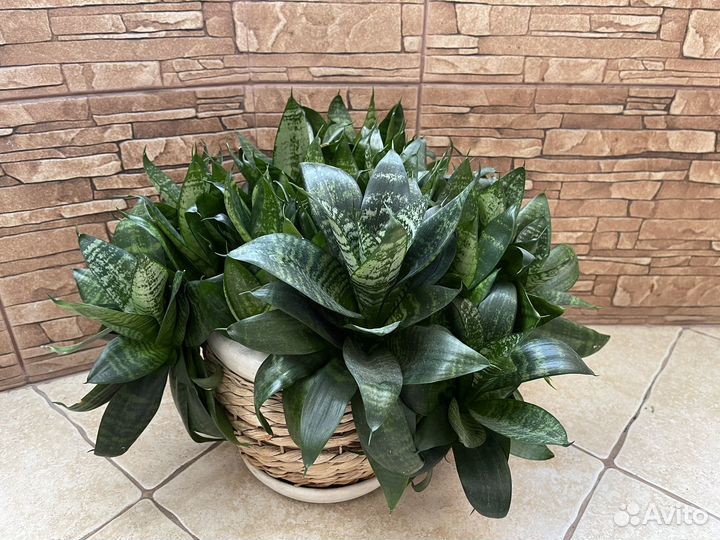 Сансевиерия Ханни