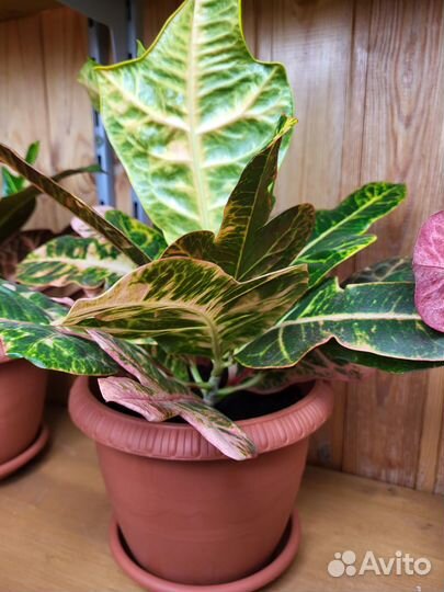 Кодиеум кротон Экселент