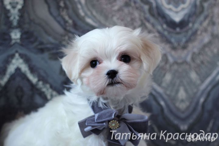 Мальтезе РКФ Мальчики