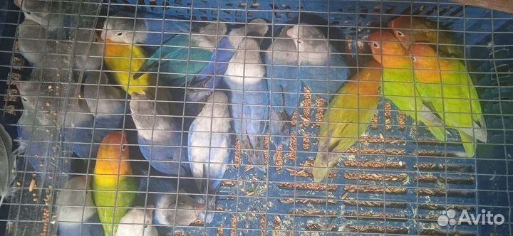 Попугай неразлучники