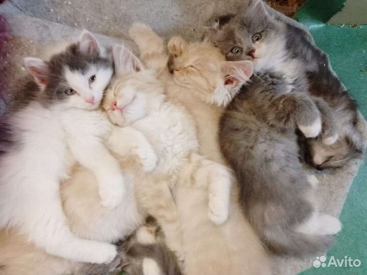 Котята в добрые руки