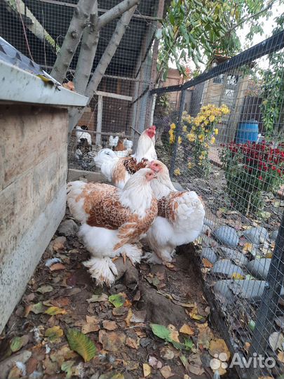 Инкубационное яйцо