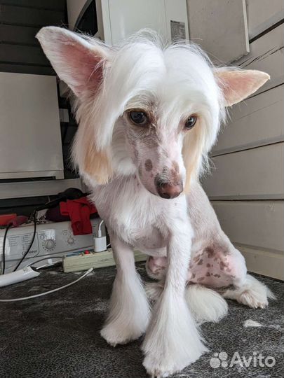 Груминг собак