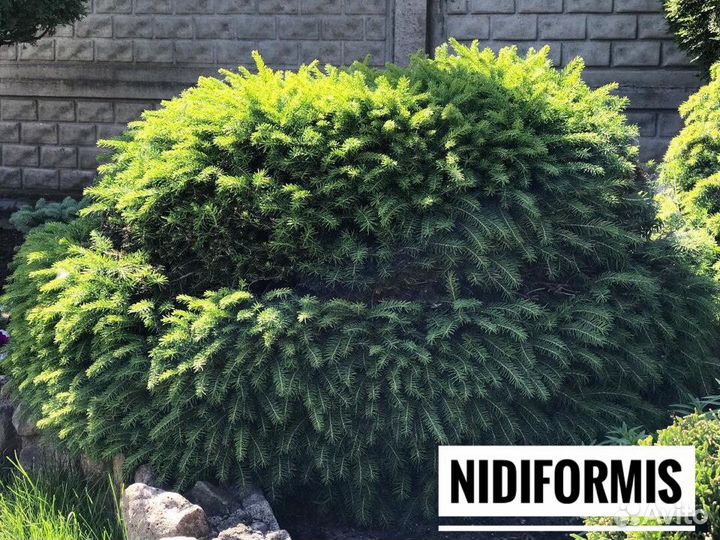 Подушковидные ели