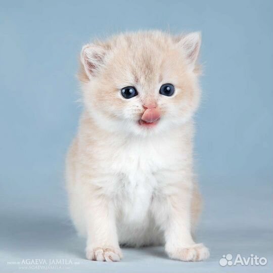 Мальчик голубое золото