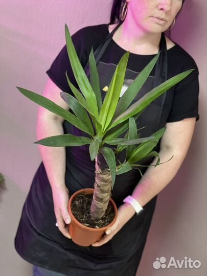 Пальма юкка d17