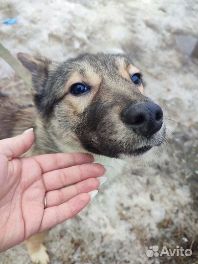 Щенок-девочка 6 месяцев
