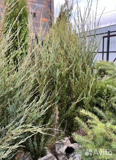 Можжевельник Блю Эрроу с гарантией приживаемости