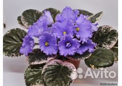 Сортовые фиалки пестролистные