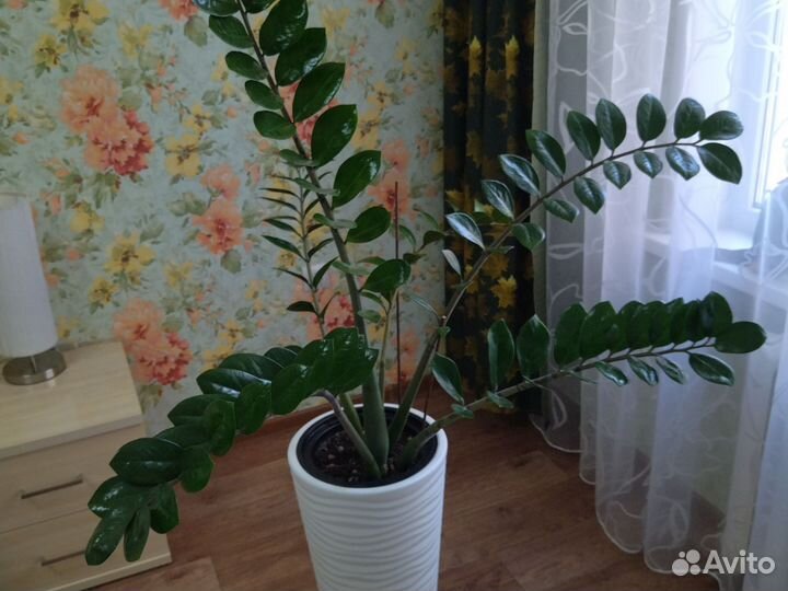 Замиокулькас