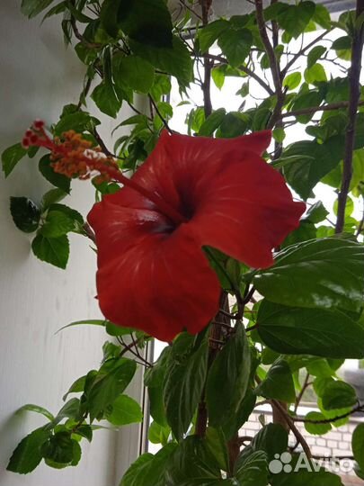 Гибискус китайсккя чайная роза