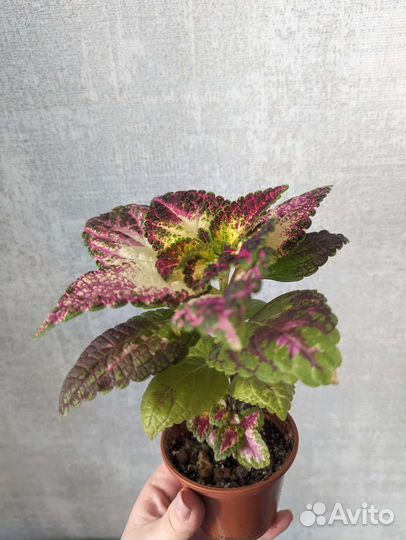 Колеус аватар