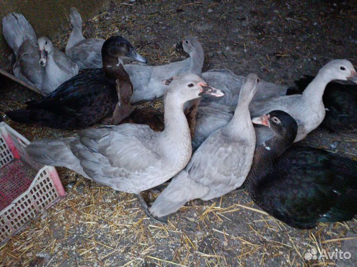 Индоутки и лавандовые индоутки