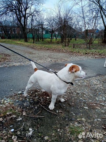 Вязка кобель джек рассел