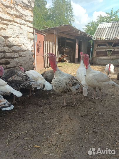 Индюки на племя