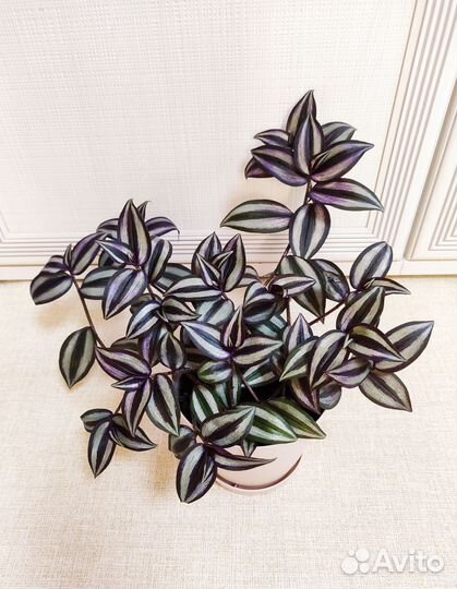 Традесканция зебрина в горшке