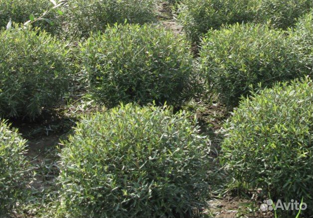 Ива пурпурная Нано