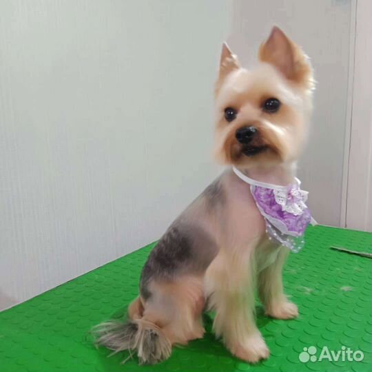 Стрижка собак и кошек