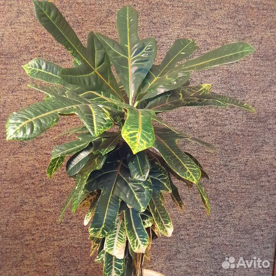 Кодиум. Высота 105 см