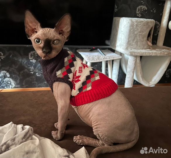 Канадский сфинкс