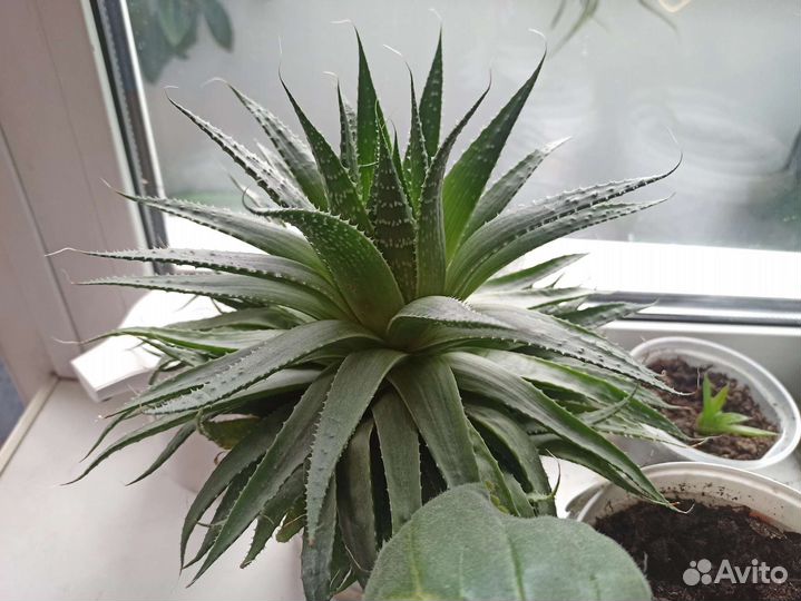 Цветы комнатные