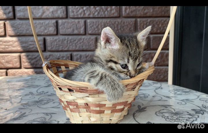 Кошка в дар бесплатно