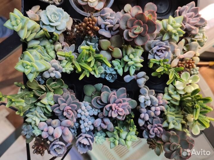 Суккуленты