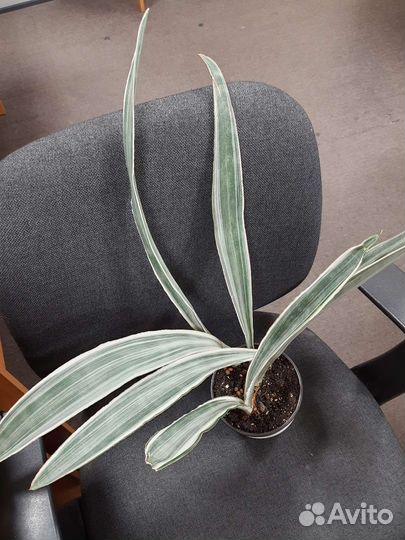 Сансевиерии, Клеродендрон, Гинура, Каланхоэ