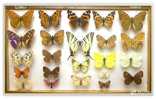 Коллекция бабочек. Лот 4