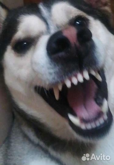 Сушеные лакомства для собак и кошек