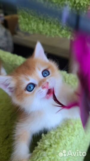 Котята Британская золотая шиншилла Ny12