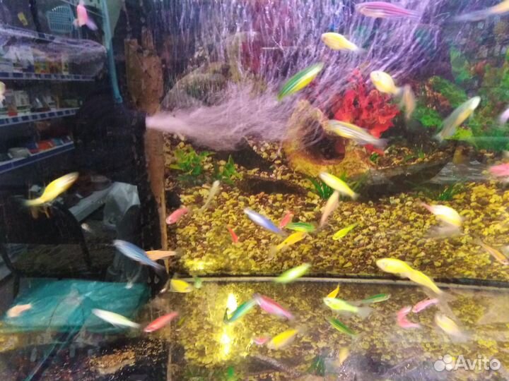 Аквариумные рыбки