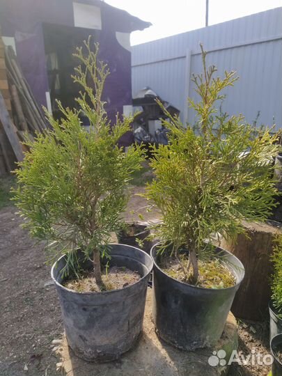 Туя Смарагд