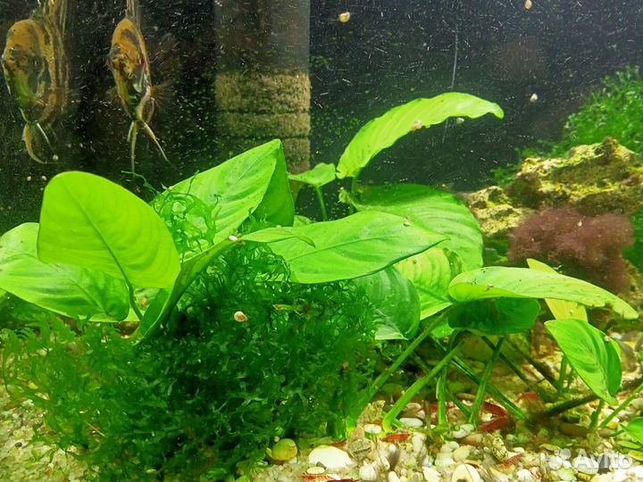 Готовый аквариум со всем содержимым 140л