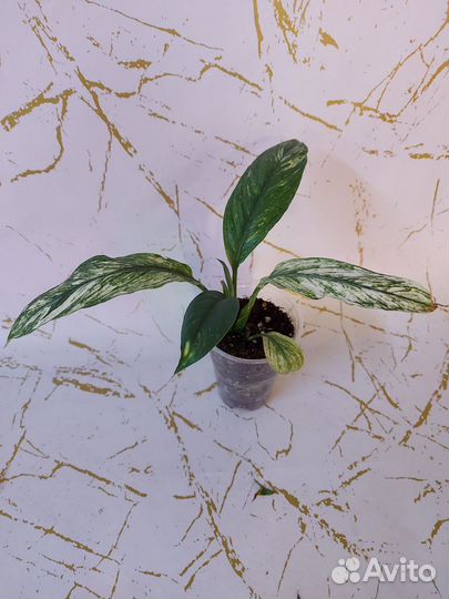 Спатифиллумы, замиакулькасы, карисса