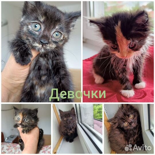 Котята 1 месяц