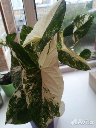 Сингониум империал вайт