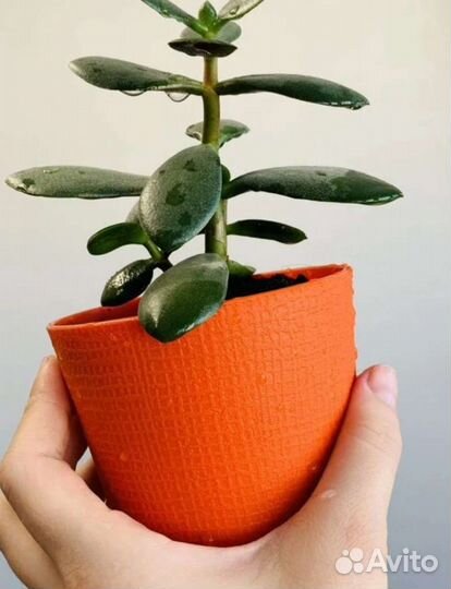 Денежное дерево детки